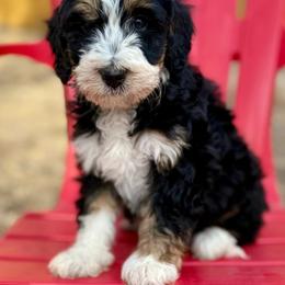 Joyce-Pink collar girl - Tri-color female Bernedoodle puppy in Colorado Springs, Colorado from Mercy Mountain Bernedoodles