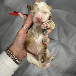 Red Boy - Apricot male Goldendoodle puppy in Hot Springs, Arkansas from Hot Springs Kennels