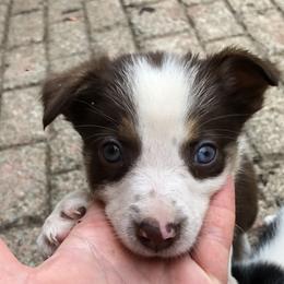 Border Collie Puppies from Dahlia Lane