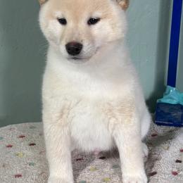 Haku - Cream male Shiba Inu puppy in Winthrop, Minnesota from Kayobi Shibas