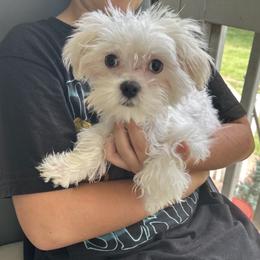 Maltipoo Toby - White male Maltipoo puppy in Mooresville, North Carolina from Clearview Canines