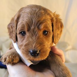 Bernedoodle, Goldendoodle, and Poodle Puppies from Raintree Standard Poodles & Mini Doodles