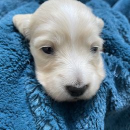 Dachshund Puppies from LovelylilDoxies