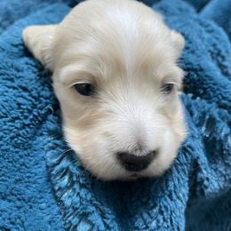 Dachshund Puppies from LovelylilDoxies