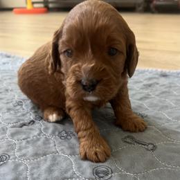 Apple - Red female Cavapoo puppy in Glendale, Arizona from Dashing Dogs