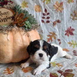 Marley - Tri-color male Cavalier King Charles Spaniel puppy in Pennsylvania from Julie's Cavalier King Charles Spaniels