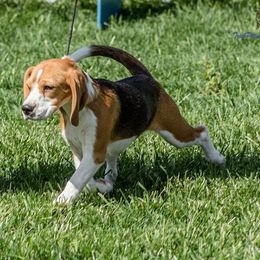 Princess - Beagle