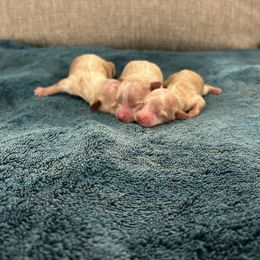 Girl 1 - Gold sable female Havapoo puppy in Surprise, Arizona from Huckleberry Doodles