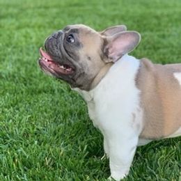 French Bulldogs from Rennison