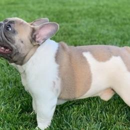 French Bulldogs from Rennison