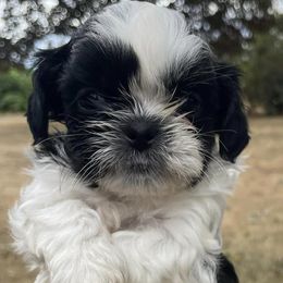 Shih Tzus from Ellis Shih Tzu Puppies