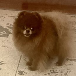 Foo Foo - Pomeranian