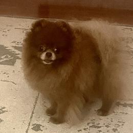 Foo Foo - Pomeranian