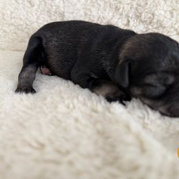 Gracie - Salt and pepper female Miniature Schnauzer puppy in Wheeler, Wisconsin from Sue’s Miniature Schnauzers