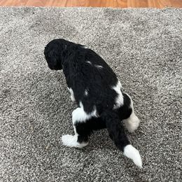 Aussiedoodle and Poodle Puppies from Covington Acres