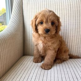Cavapoo puppies from Pleasant Home Puppies