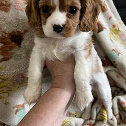 Cavalier King Charles Spaniel Puppies from Cynthia's Cavaliers