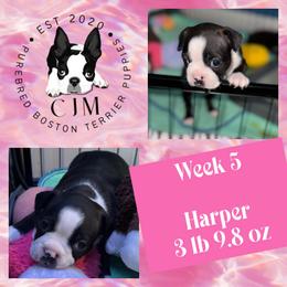 Harper - Black and white female Boston Terrier puppy in Jupiter, Florida from CJM Boston and Boxer Puppies