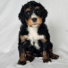 Buffy - Tri-color female Bernedoodle puppy in Glenford, Ohio from Mi-De Doodles