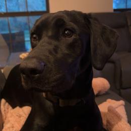 Gee - Labrador Retriever