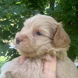 Conrad - Wheaten male Miniature Schnauzer puppy in Grayson, Kentucky from Seventh Heaven Schnauzers