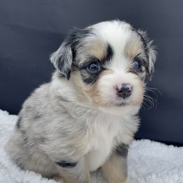 Miniature Australian Shepherd and Toy Australian Shepherd Puppies from Northern Roots Aussies