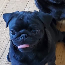 Pugs from Kashmir Pugs