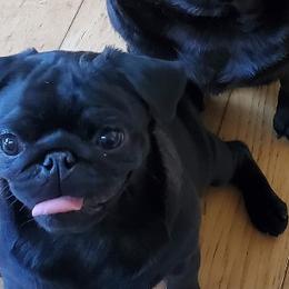Pugs from Kashmir Pugs