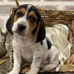 Max - Black white and tan male Beagle puppy in West Plains, Missouri from Suncreek Puppies