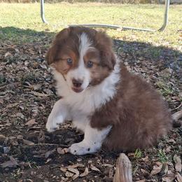 Henry - Red tri male Miniature Australian Shepherd puppy in Copperas Cove, Texas from Aussies Acre
