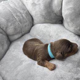 Prince Eric - Chocolate and tan male Dachshund puppy in Las Piedras from New Empire Kennels