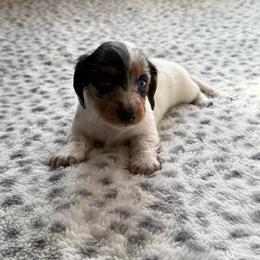 Dapple pied girl - Dapple female Dachshund puppy in Madera Acres, California from Muggin Bostons Terriers and Mini Dachshund