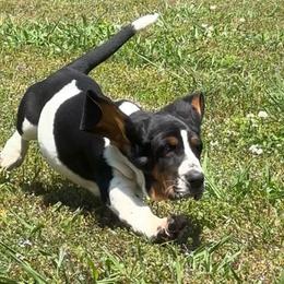 Yvonne - Black tan and white female Basset Hound puppy in Cleveland, Tennessee from Smokey Mtn Bassets