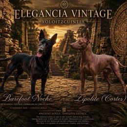 Xoloitzcuintli puppies from Elegancia Vintage Xoloitzcuintle