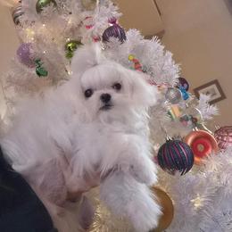 Maltese and Poodle Puppies from Maltese & poodle Lovers