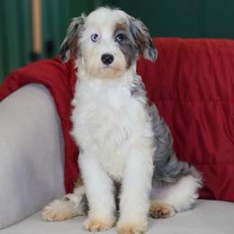 Kenny - Merle male Bernedoodle puppy in Dundee, Ohio from Down Home Doodle