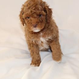 Bernedoodle, Cavapoo, and Poodle Puppies from Liberty Farms Puppies