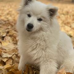 American Eskimo Dogs and German Shepherds from Lone Cone Kennels