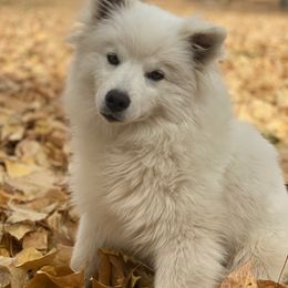 American Eskimo Dogs and German Shepherds from Lone Cone Kennels