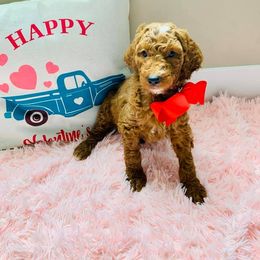 Poodle Puppies from Sorensen Standard poodles