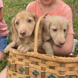 Dachshund Puppies from Hetu's Dachshunds