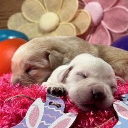 Labrador Retriever Puppies from Luvable AZ Labs