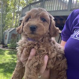 Frank - Apricot male Goldendoodle puppy in Nephi, Utah from Doodles and Cavaliers