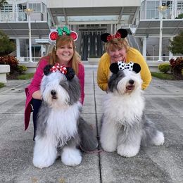 Old English Sheepdogs from Pettibone Old English Sheepdogs
