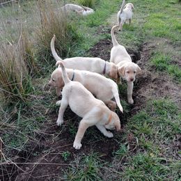 Labrador Retriever Puppies from Taylor Maid Labradors