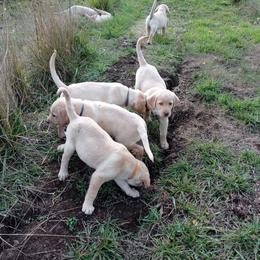 Labrador Retriever Puppies from Taylor Maid Labradors