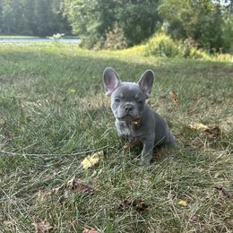French Bulldog Puppies from Christie's Frenchies