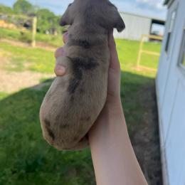 Sadie - Dapple female Dachshund puppy in Nashville, Arkansas from Cuddles n Curls