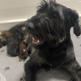 Schnoodle Puppies from Bentley's Beloved Paws