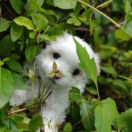 Companion Cross, Mal-Shi, Maltese, Maltipoo, Morkie, and Shih Tzu Puppies from Seeking Shalom Acres Maltese, Maltipoos & Havamalts